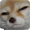 doggo susq Slack emoji
