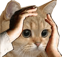 ohno cat Slack emoji