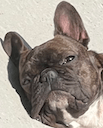 dante judge Slack emoji
