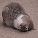 catgroundq Slack emoji