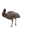 emunopeq Slack emoji