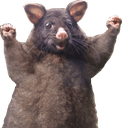 auspossumq Slack emoji