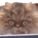 crackcatq Slack emoji