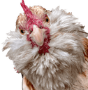 rooosterq Slack emoji