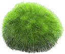 mossmarimo Slack emoji