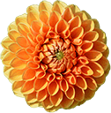 dahlia flower Slack emoji