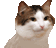 catvibeq Slack emoji
