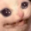 cat cry Slack emoji