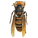 murder hornet Slack emoji
