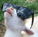 amazedgoatq Slack emoji