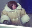 mood monkeq Slack emoji