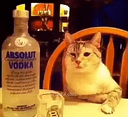 mood1catq Slack emoji