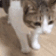 cat fall Slack emoji