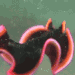 flatworm friday Slack emoji
