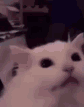 cat flash Slack emoji
