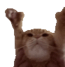 praisecatq Slack emoji