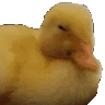 duckyno q Slack emoji