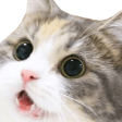 catwowe Slack emoji