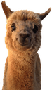 lllamaq Slack emoji