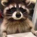 cutercoonq Slack emoji