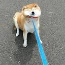 ddog Slack emoji