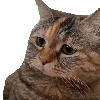 depressed cat Slack emoji
