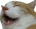 cat laugh mouth open Slack emoji