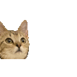 cat head e Slack emoji