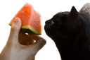 cat melon e Slack emoji