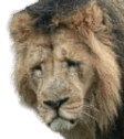 lion sad e Slack emoji