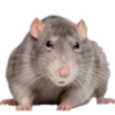 cute rat e Slack emoji