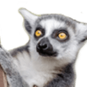 lemur e Slack emoji