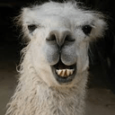 alpaca e Slack emoji