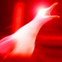 screaming seagull Slack emoji