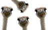 emu hi e Slack emoji