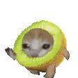 kiwicatrune Slack emoji