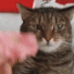 cat cant handle flower small Slack emoji