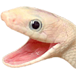 snekwhiteq Slack emoji
