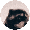 pedro racoon clean Slack emoji