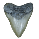 megalodon shark tooth Slack emoji