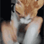 cat hit gatling Slack emoji