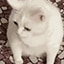 cat vomit Slack emoji