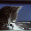 catofshockq Slack emoji