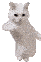 cat dance Slack emoji