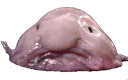 blobfish Slack emoji