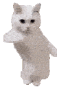 cat dance new Slack emoji