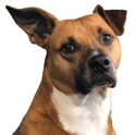 sadie Slack emoji