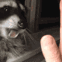 raccoon sniff curiousq Slack emoji