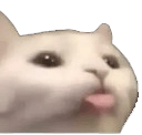 cat tongue outq Slack emoji