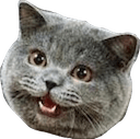 i can has cheezburger Slack emoji